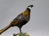 a bird that is standing on top of a rock