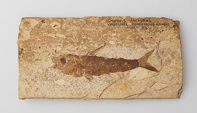 an image of a fossil fish is shown on a rock