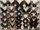 many different types of butterflies in a display case