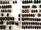 a lot of beetles that are on display on the wall
