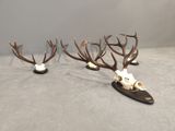 three deer skulls with antlers mounted on top of them on a table