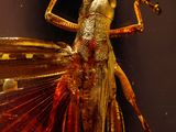 a large insect that is sitting on a table