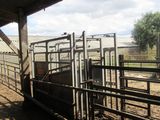 many cows that are inside of a fenced in area