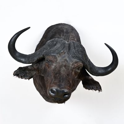 une tête de taureau noire accrochée à un mur blanc