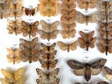 many different types of moths displayed in a display case
