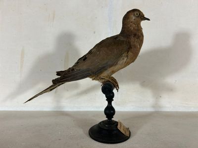 un oiseau perché au sommet d'un socle