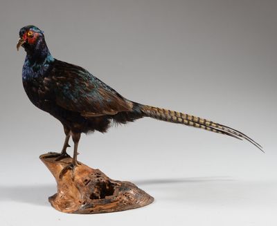 un oiseau perché sur un morceau de bois