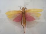 a small insect that is on display in a glass case
