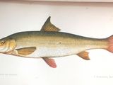 a picture of a fish that is on a book