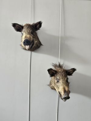 two heads of wild boars mounted on a wall in a bathroom