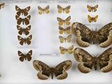 de nombreuses espèces différentes de papillons de nuit exposées dans une vitrine