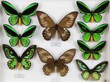 de nombreux papillons de différentes couleurs présentés dans un cadre blanc