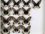 beaucoup de papillons qui se trouvent dans une boîte blanche