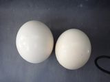 pair of white eggs sitting on top of a table next to a pair of scissors