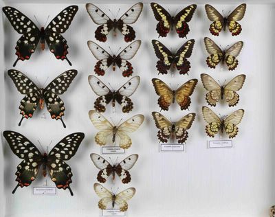 de nombreux papillons exposés dans une boîte blanche