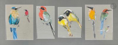 trois photos encadrées représentant des oiseaux colorés posés sur une table