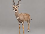 a small antelope that is standing on a gray surface