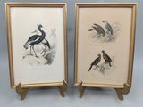 deux reproductions encadrées représentant des oiseaux, présentées dans un cadre doré