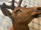 a deer with antlers on its head on a tiled floor