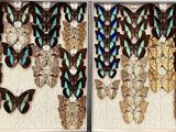 a lot of butterflies that are in a white box