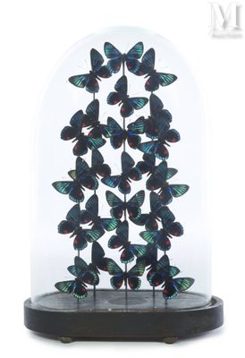 butterflies in a glass dome on a wooden base