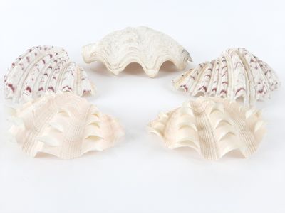 four seashells are arranged in a circle on a white surface