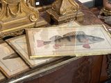 une photo d'un poisson exposé sur une table