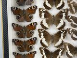 many different types of butterflies displayed in a glass case