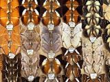 many different types of butterflies displayed in a display case