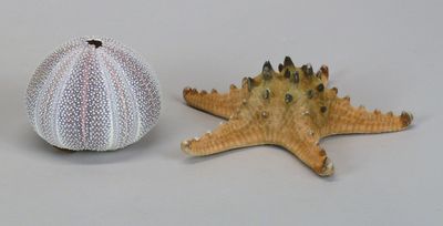 two sea urchins and a starfish on a table
