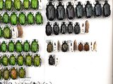 a lot of beetles that are on the wall