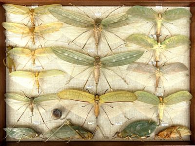 a lot of insects that are in a wooden box