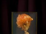 an image of a skeleton with a flower in a glass box