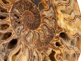 an ammonet fossil on a black stand with a white background