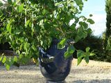 a blue vase with a plant in it on a gravel ground