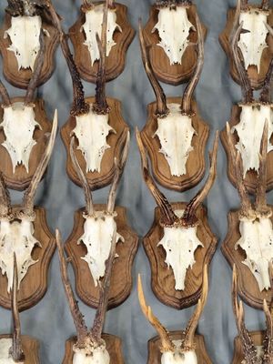 de nombreuses têtes d'antilopes accrochées au mur
