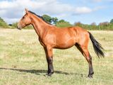 a horse that is standing in the grass in the field