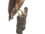 un hibou perché sur une branche d'arbre