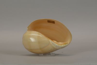 a shell that is sitting on a stand on a white surface