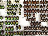 a lot of beetles that are on display on the wall