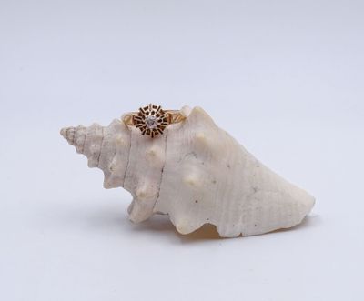un gros plan d'un coquillage surmonté d'un anneau