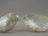 two large white shells are wrapped in plastic on a gray surface