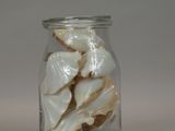 a glass jar with shells in it on a table