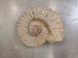 a fossil in the middle of a table with a yellow dot on it