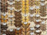 a large collection of butterflies displayed in a white frame
