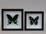two framed butterflies with green and black wings in a black frame