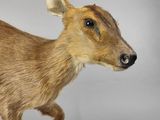 an image of a stuffed deer running across a white background