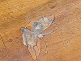a small insect that is sitting on a wooden table