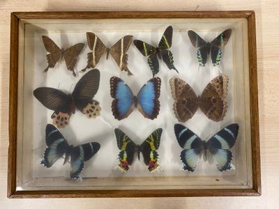 a lot of butterflies that are in a wooden frame