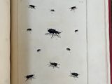 a book with a picture of a bunch of bugs on it